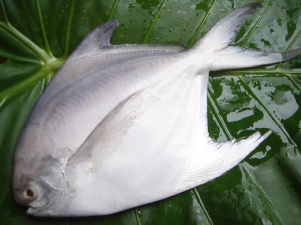 白斗鲳鱼