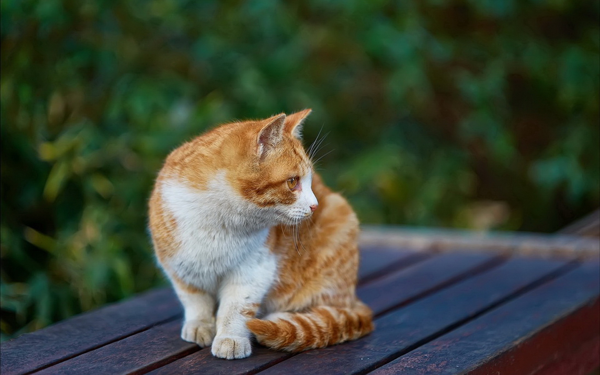 可爱橘猫高清桌面壁纸