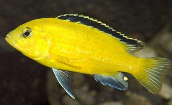 不愧是非洲王子鱼,受到压制还会变脸!