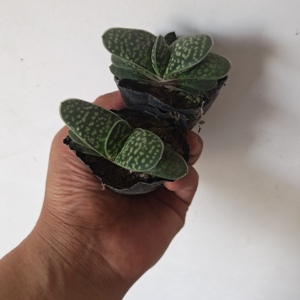 办公多宝花肉招mi桌i元肉绿t植室植盆面物子花宝内财宝肉进卉栽