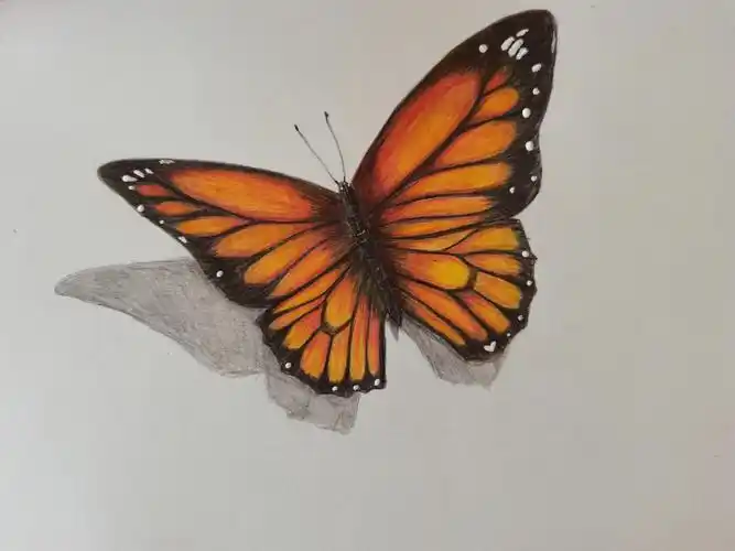 黄色蝴蝶03彩铅蝴蝶教程