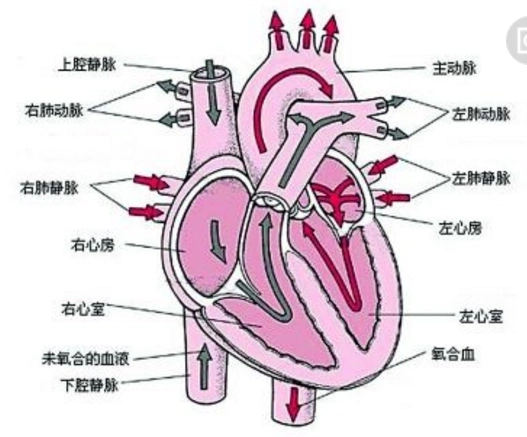 心脏的结构和工作原理