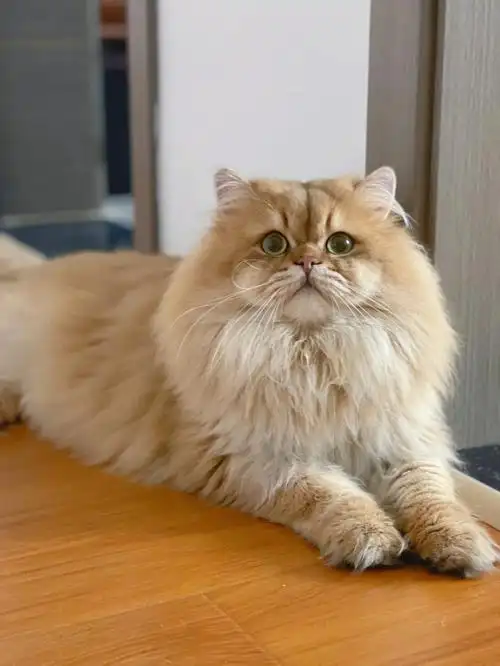 西安猫舍英国长毛猫金渐层