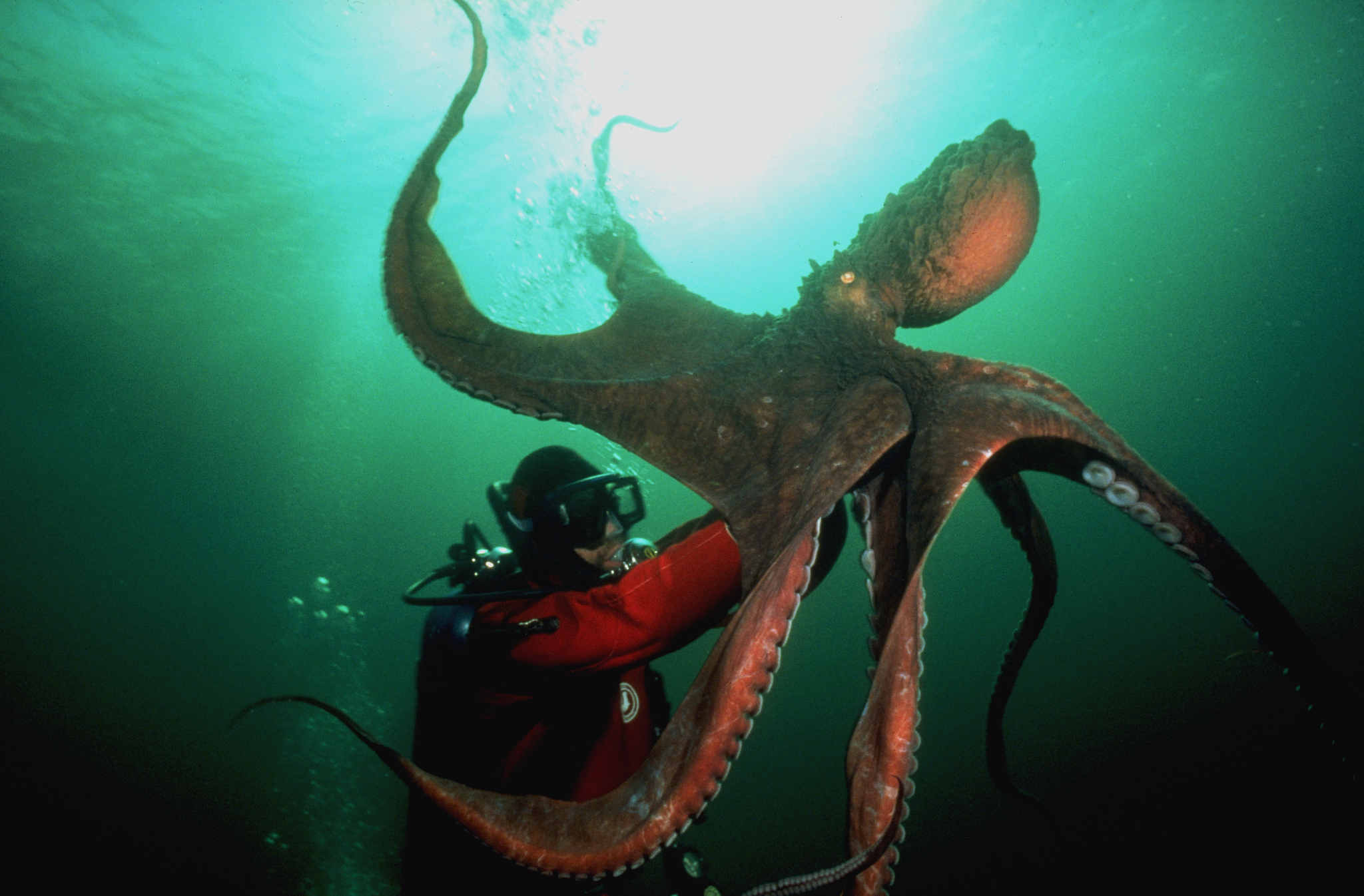 大王乌贼:体型庞大,舌头锋利,能轻松地逃避掠食者的进攻