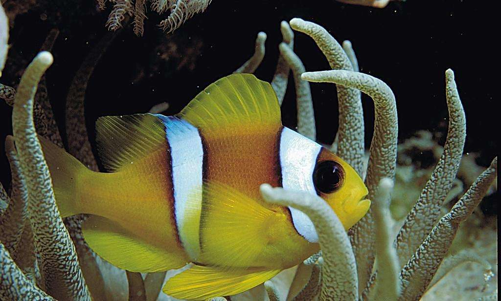 小丑鱼图片漂亮的小丑鱼图片热带鱼小丑鱼图片