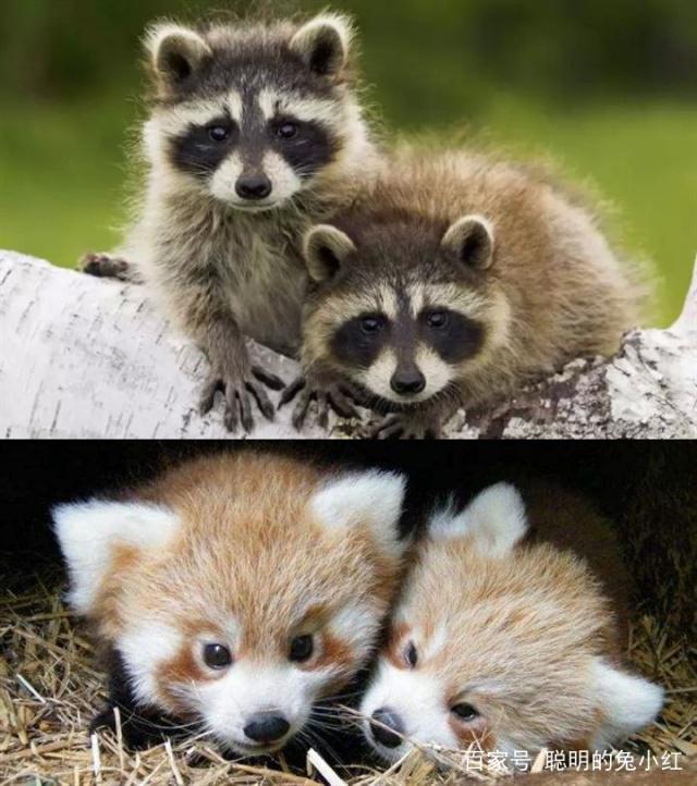 小熊猫和小浣熊是一种动物?网友:"五环"和"九环"的区别