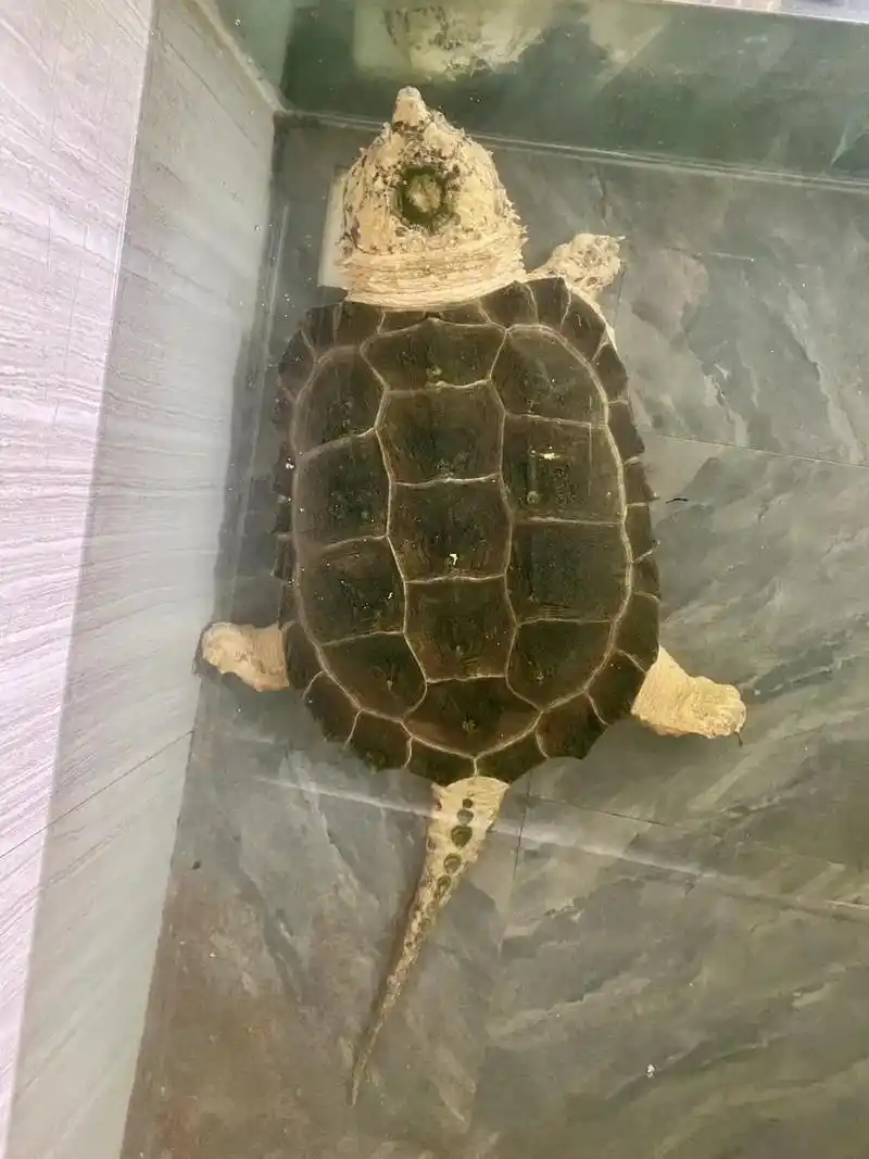 变异大鳄龟.t0梯队个体但丁#养龟日常 #乌龟 #鳄龟 - 抖音