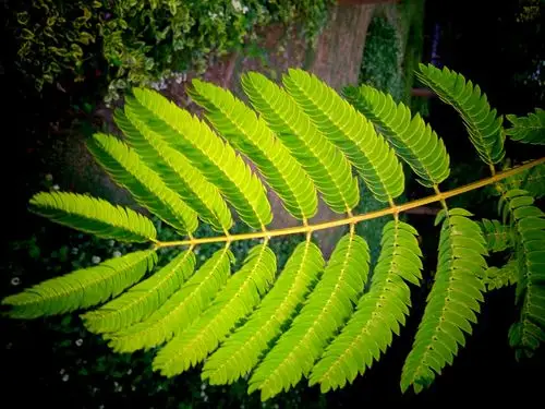 合欢树的叶子也很奇特,每片树叶都有十几片小叶子在叶柄上对生,犊每