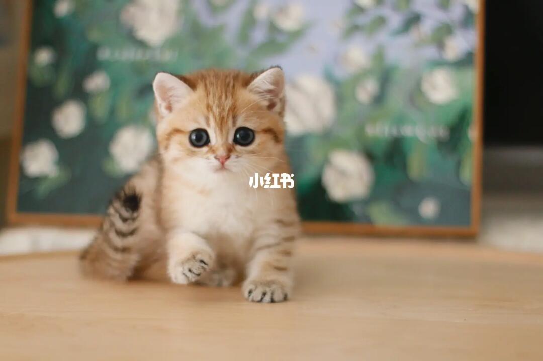 包血统证书,3针疫苗,抗体检测,绝育费用,新家体检,接猫礼包等,预定