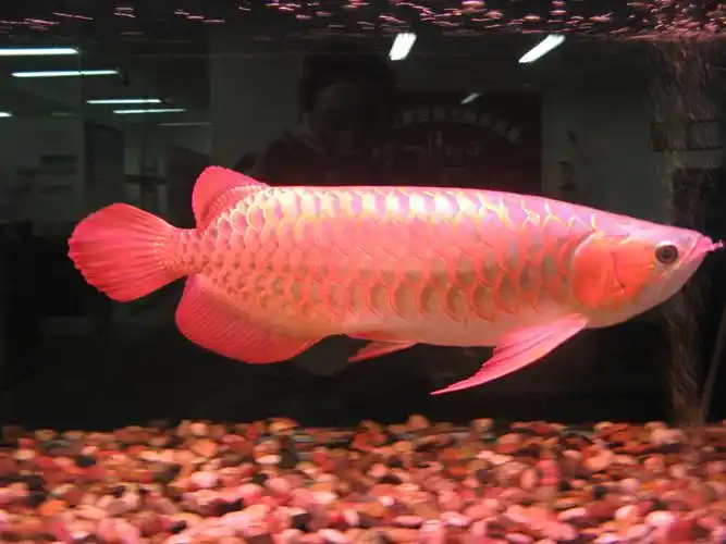 美丽的金龙鱼图片1280x720分辨率下载,美丽的金龙鱼图片,图片,壁纸,动