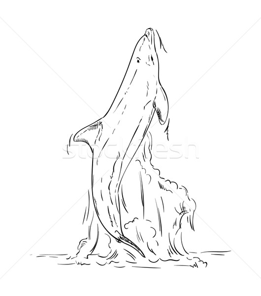 商业照片: 向量 · 海豚 · 跳跃 ·出·水·鱼