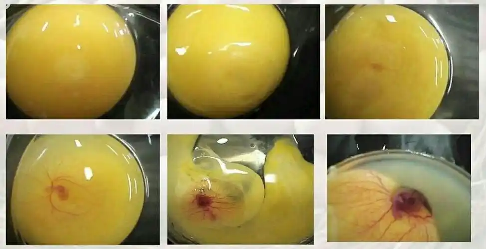 21天小鸡孵化计划(远航教育)