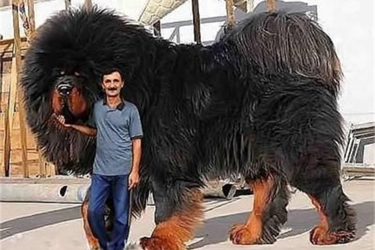 全世界最大的藏獒王,被誉为东方神犬,老虎在它面前就像小喵咪!