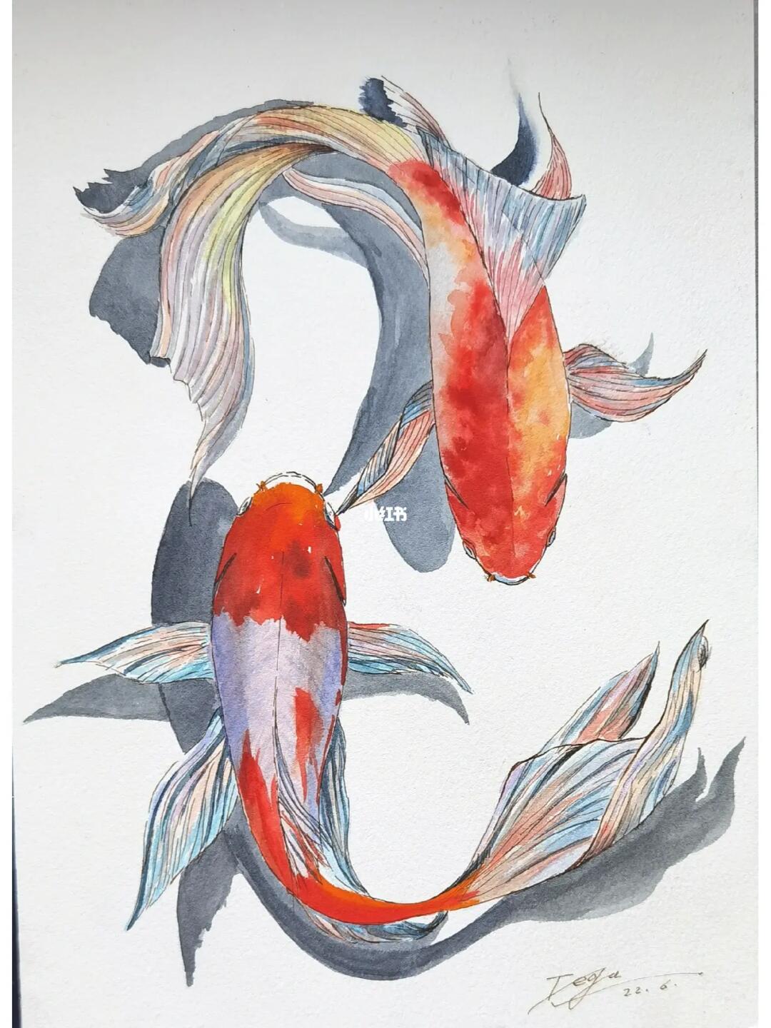 锦鲤水彩钢笔淡彩线稿