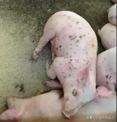 猪圆环病毒怎么治疗猪圆环病毒用什么药