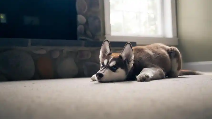 呆萌哈士奇壁纸