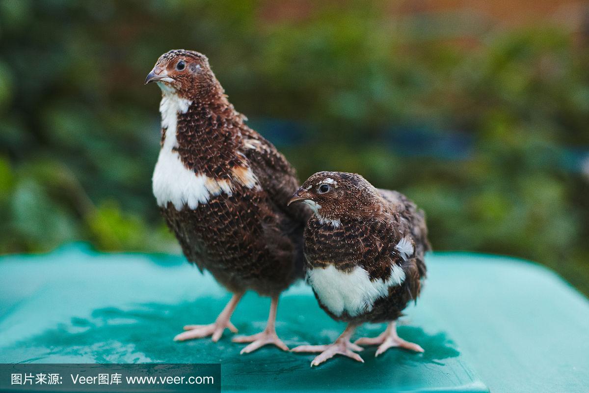 两种带有白色斑点的黑鹌鹑"吸烟鹌鹑"种类,一公一母