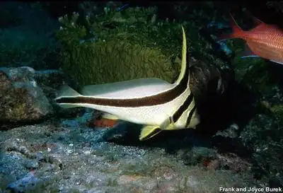 海洋里20种怪异鱼类丑似蝙蝠美如飞蝶