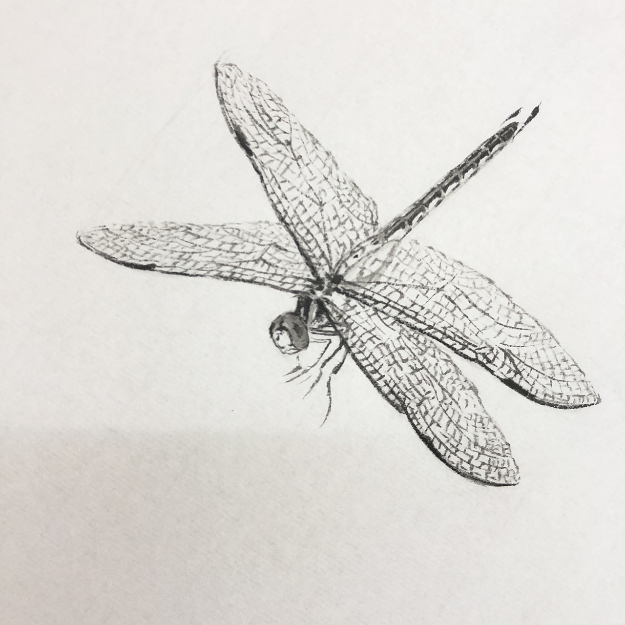 国画作品《蜻蜓》