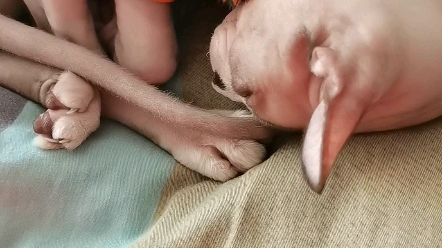 什么叫缩阳入腹?这就叫专业._哔哩哔哩_bilibili