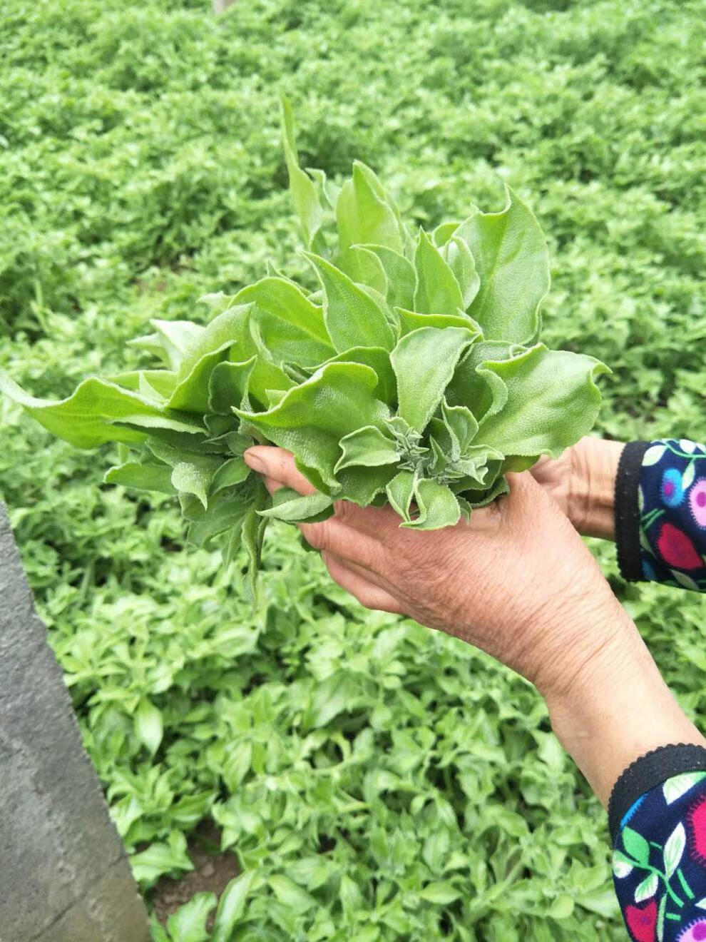 新鲜非洲冰草冰菜冰叶沙拉菜叶菜四斤冰草酱