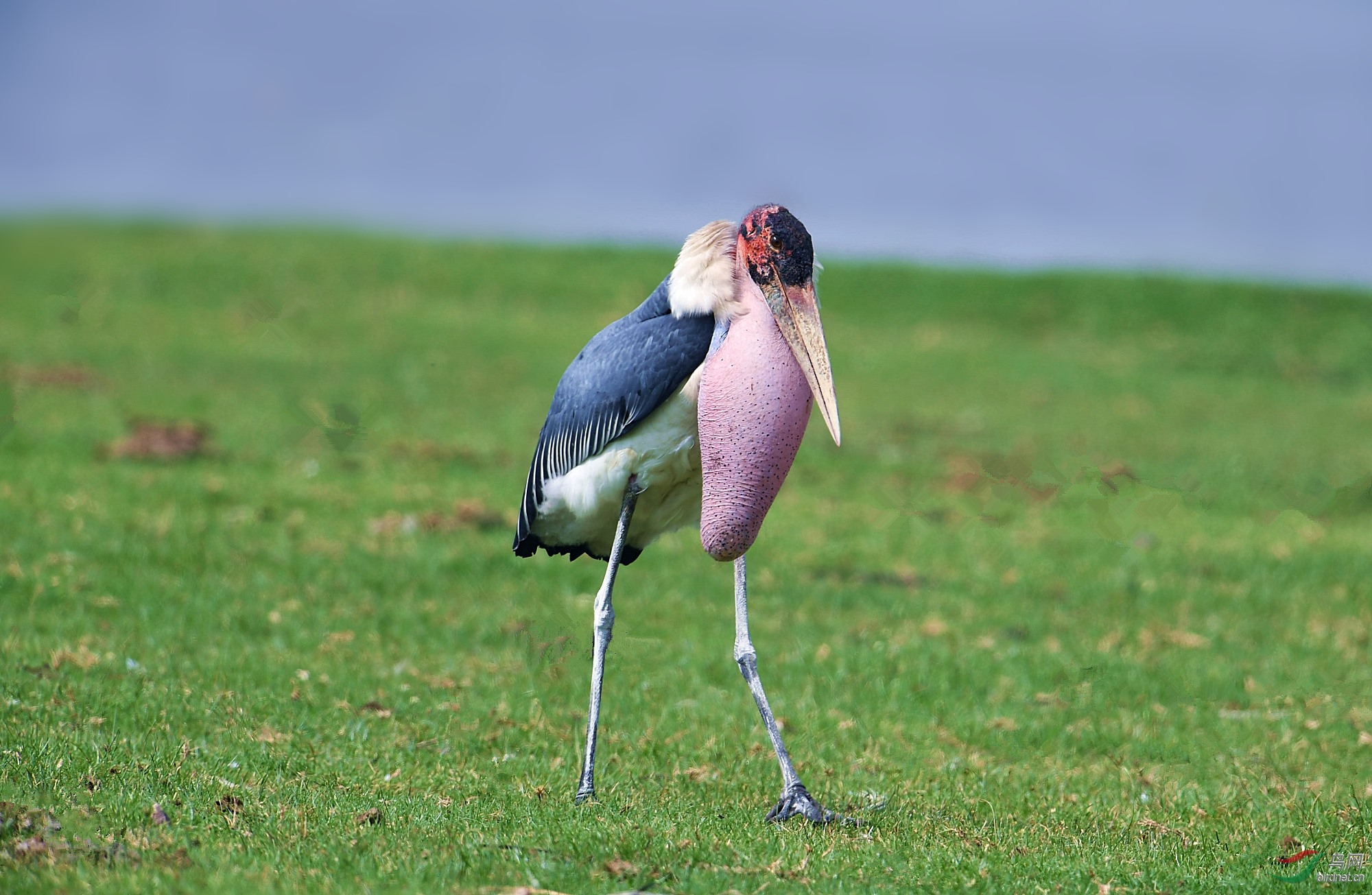 【非洲秃鹳】