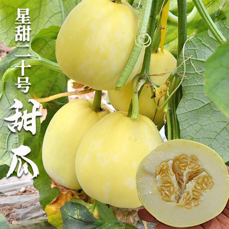双星甜瓜种籽星甜二十号甜瓜种子黄皮甜瓜香瓜糖度高早熟夏季四季