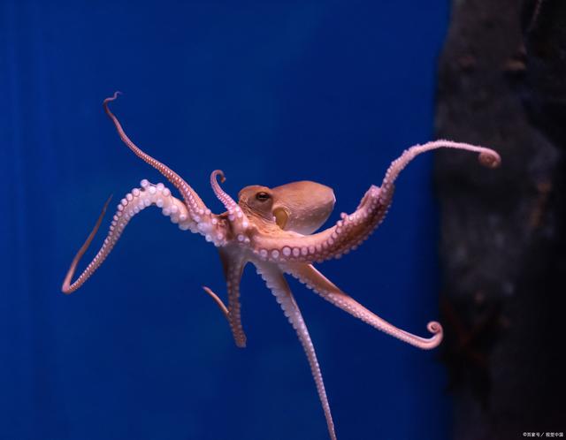 你不知道章鱼的10个冷知识