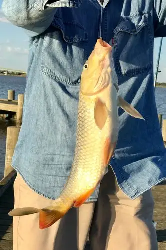 再收获几条金色美鲤鱼,更是满足不已.