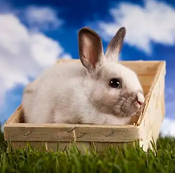 春天,兔子,青草,复活节,动物