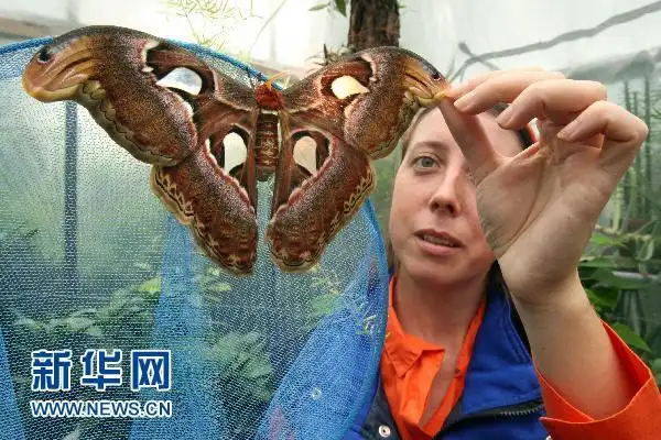 世界上最大的蛾子皇蛾组图