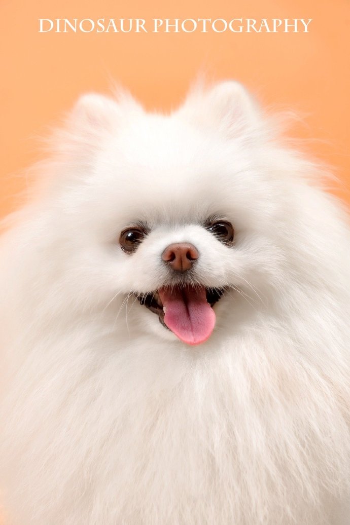 萌宠##狗狗##恐龙宠物摄影