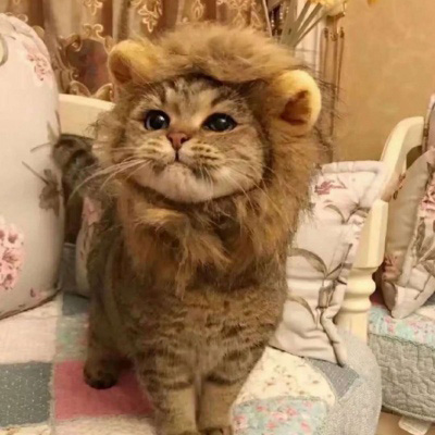 微信头像猫咪图片大全 用猫做头像的的女人和男人