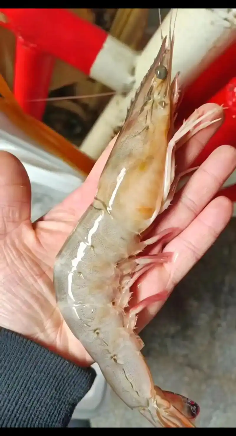 上热门 #渤海湾对虾 本地野生大对虾 - 抖音