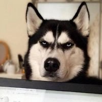 哈士奇犯二搞笑图片头像【点击鼠标右键下载】