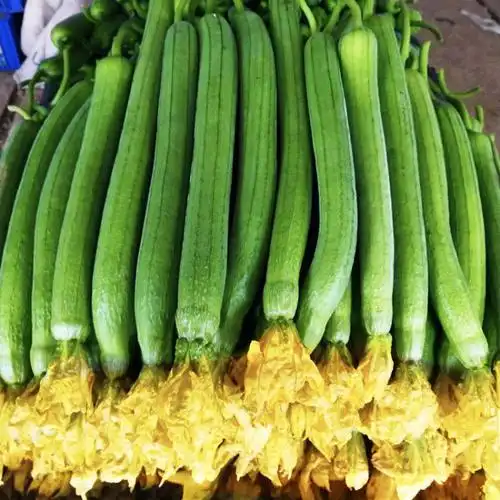 丝瓜的功效和营养价值