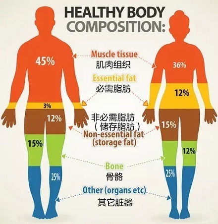 内激素体内雌激素更多的女生,更偏爱促进脂肪生长;而雄性激素能让男生