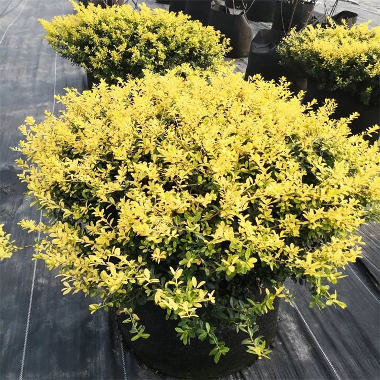 大量出售金宝石冬青 强耐荫植物 根系发达易成活 适应能力强 价格美丽