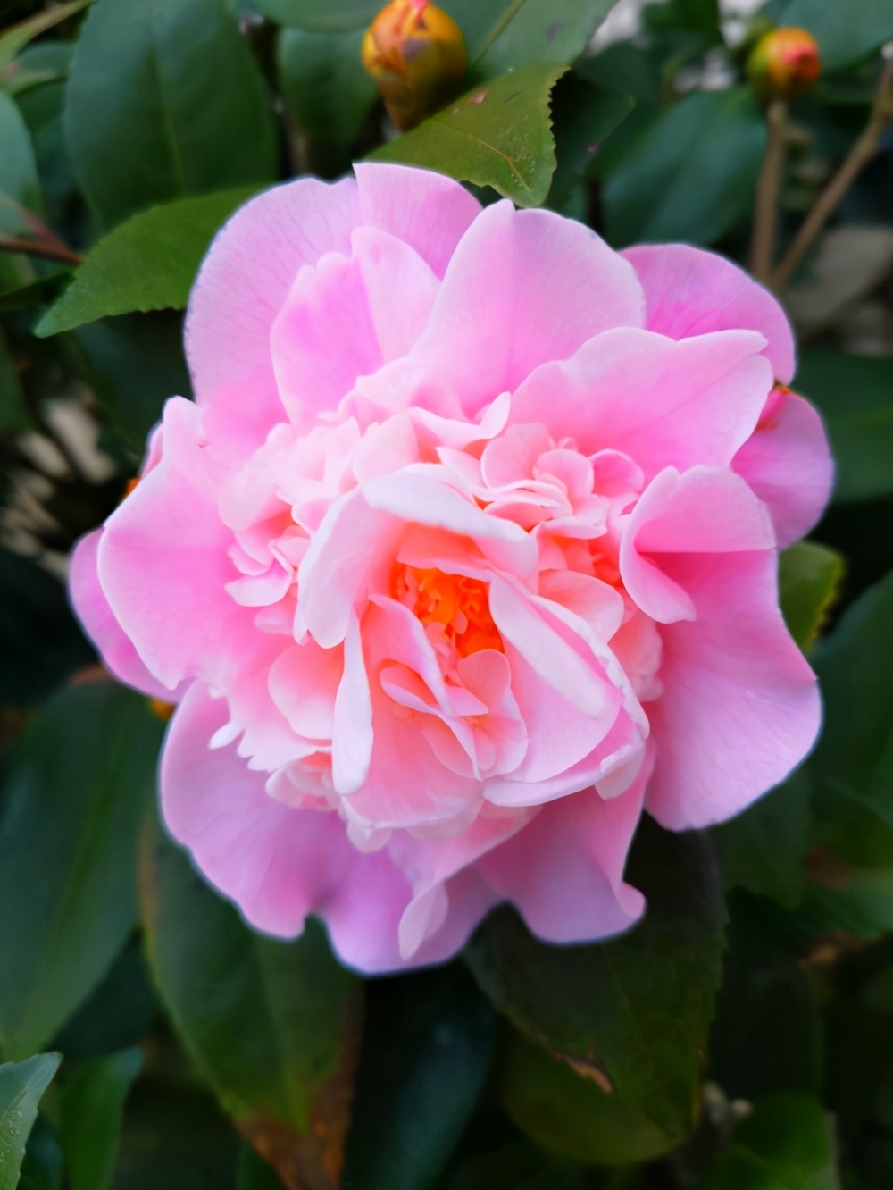 养护:由于植株是典型的南方喜酸花,天生适合栽植在,疏松透气,排水性好