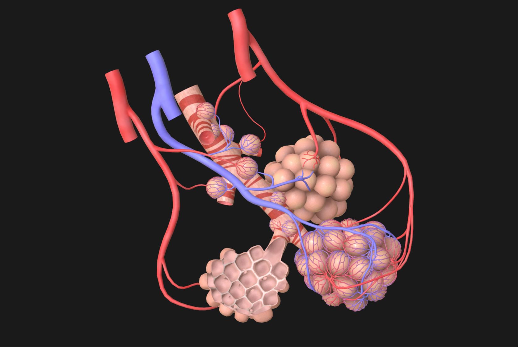 维萨里3d解剖:肺泡的展示