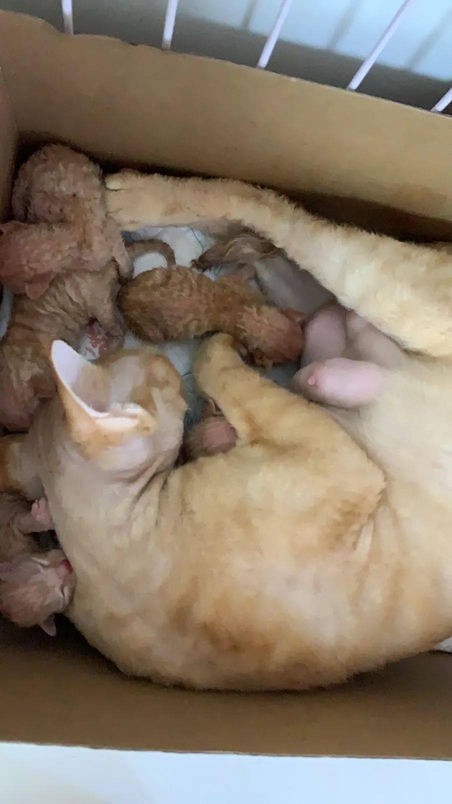 橘猫妈妈生下来的小奶猫天生卷毛这是什么原因