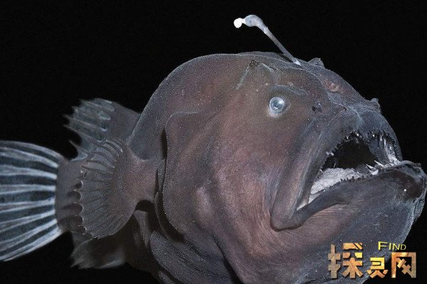 安康鱼图片,来自于深海的奇诡生物(外貌狰狞而又恐怖) — 探灵网