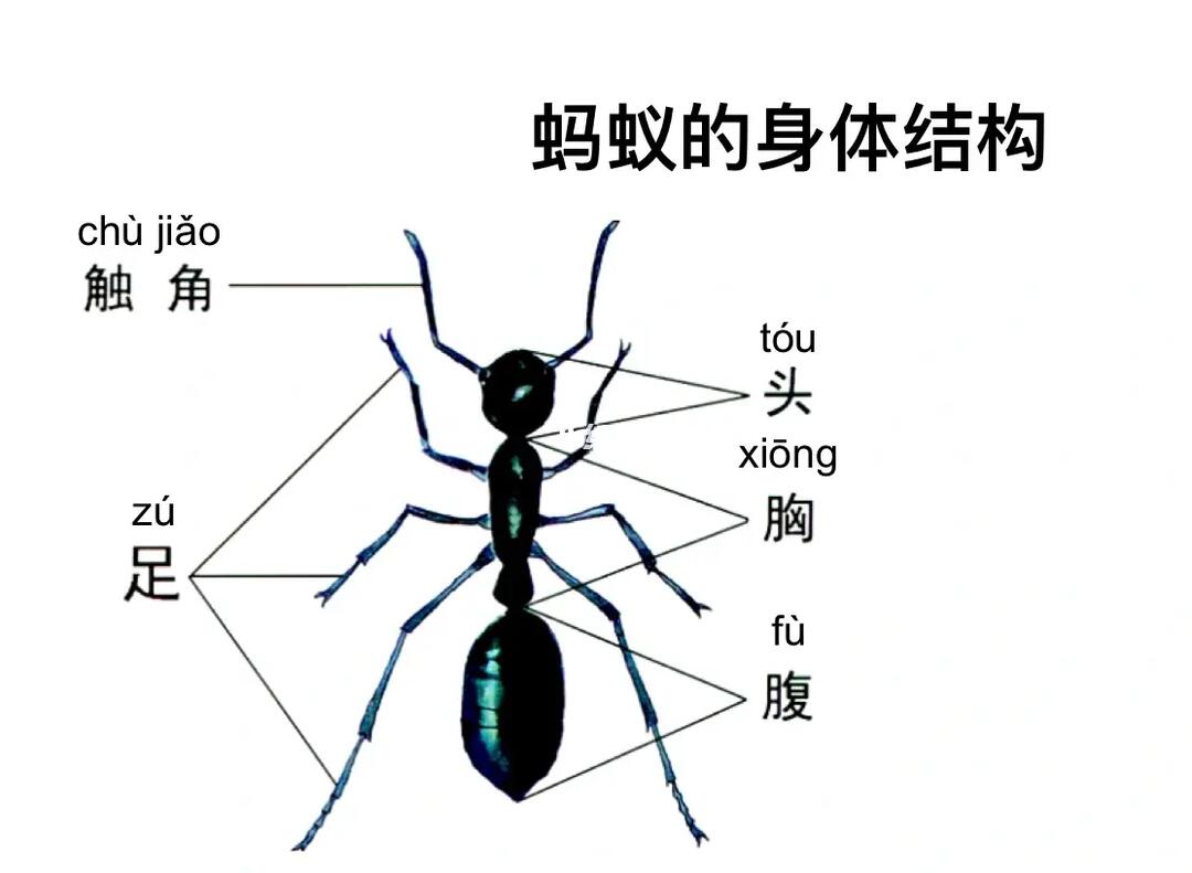 蚂蚁的身体结构:分为头,胸,腹三部分.