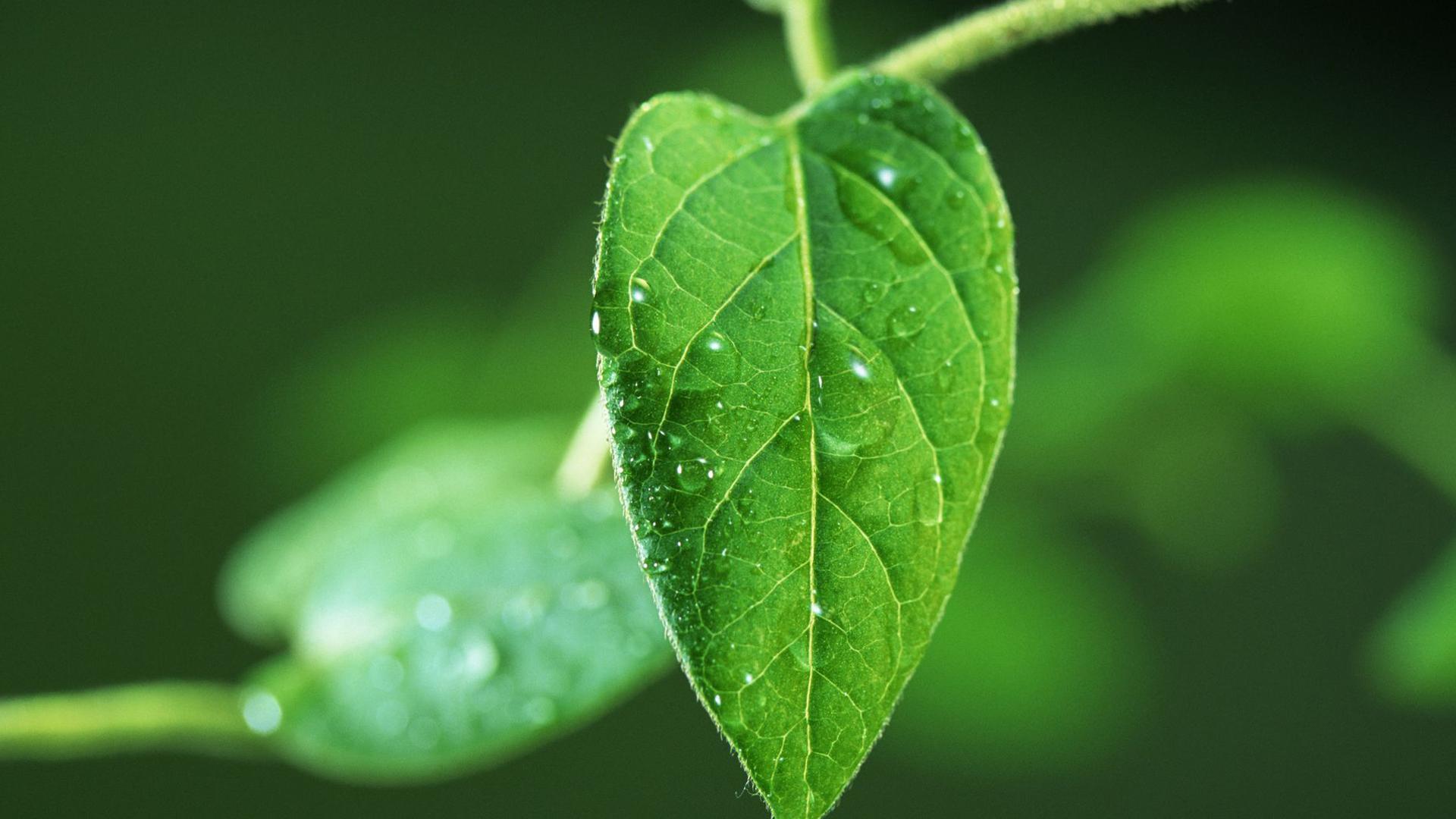 绿色嫩芽水珠高清护眼电脑桌面壁纸