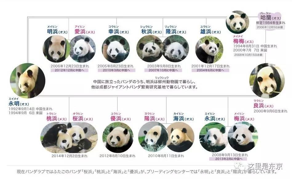 旅日大熊猫3兄妹要回家了岛国各地粉丝赶来见宝宝们最后一面