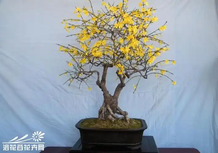 迎春花盆景图片