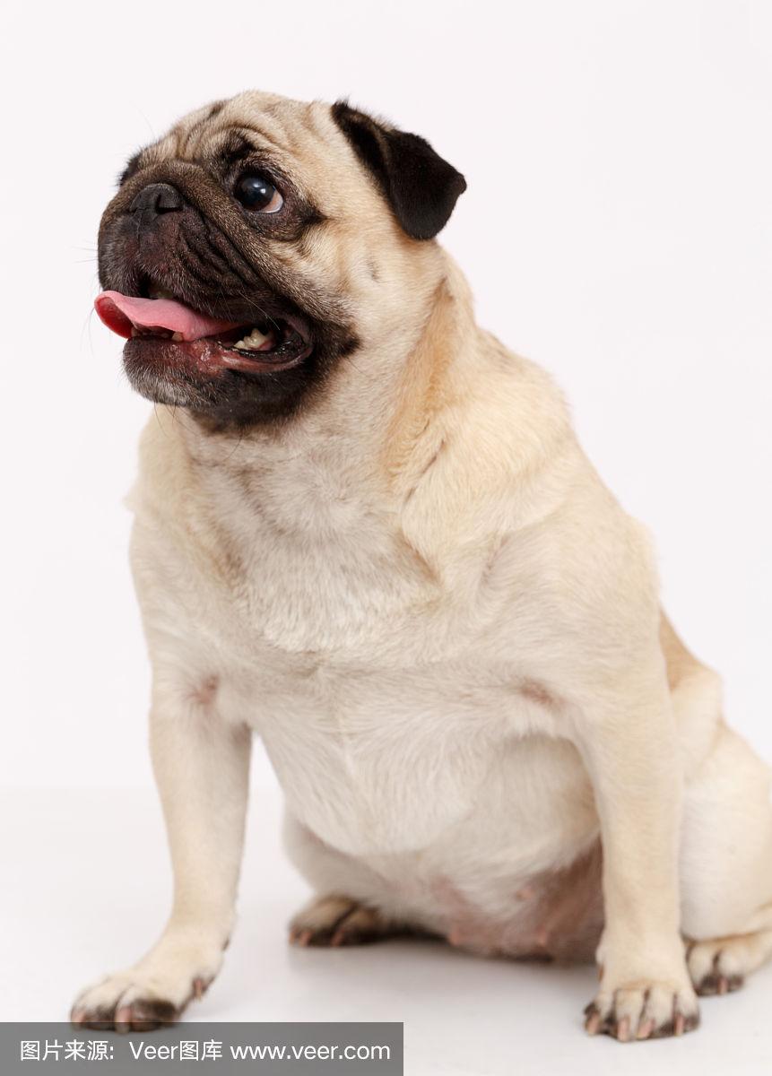 白色,巴哥犬,分离着色,垂直画幅,工作室