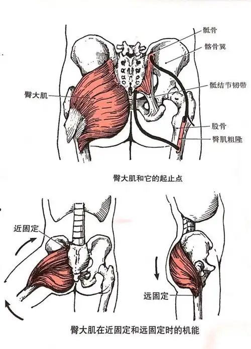 1.臀肌 臀部肌群包括臀大肌,臀中肌,臀小肌.