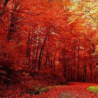 红叶风景头像图片大全_微信头像图片大全