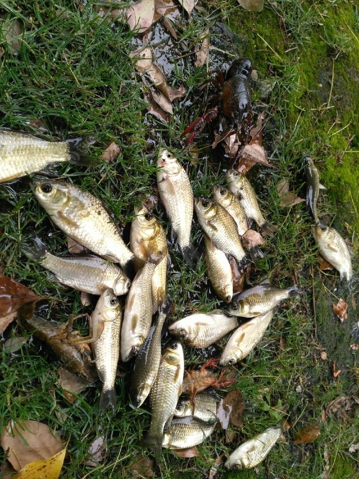 今天的鱼货 天元饵料钓鳜鱼